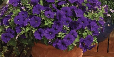 Kako hraniti petuniju za obilno cvjetanje